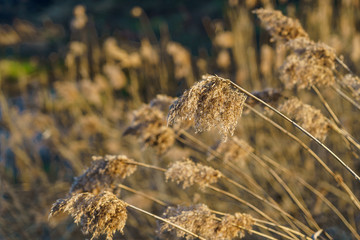 dry reed in the rays of the evening sun