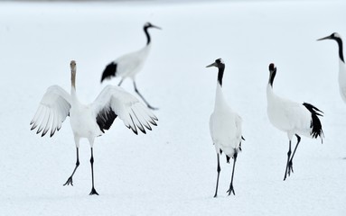 Dancing Cranes. The ritual marriage dance of cranes. The red-crowned crane. Scientific name: Grus japonensis, also called the Japanese crane or Manchurian crane, is a large East Asian Crane.
