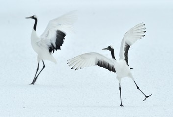 Obraz premium Dancing Cranes. The ritual marriage dance of cranes. The red-crowned crane. Scientific name: Grus japonensis, also called the Japanese crane or Manchurian crane, is a large East Asian Crane.