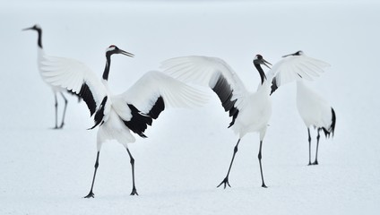 Dancing Cranes. The ritual marriage dance of cranes. The red-crowned crane. Scientific name: Grus japonensis, also called the Japanese crane or Manchurian crane, is a large East Asian Crane.