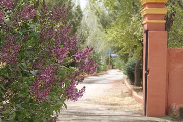 Fototapeta premium stairs in the garden