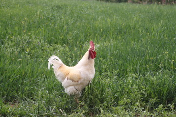 hen and chickens