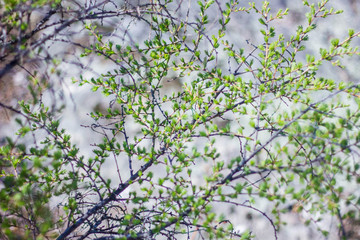 larch branches in early spring