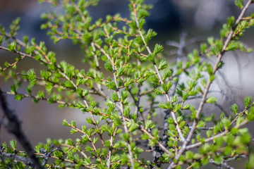 larch branches in early spring