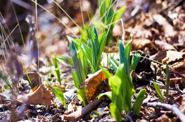 first spring yellow and white flowers