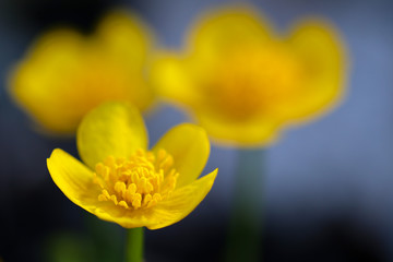 Close up of yellow flower