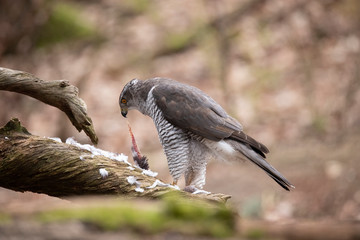 Goshawk, Accipiter gentilis