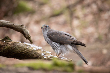 Goshawk, Accipiter gentilis