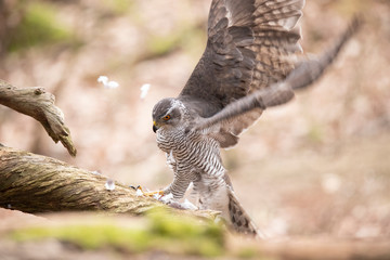 Goshawk, Accipiter gentilis