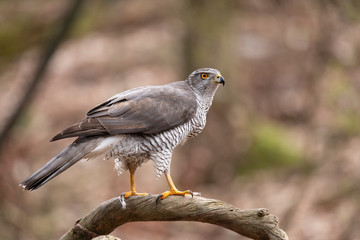 Goshawk, Accipiter gentilis