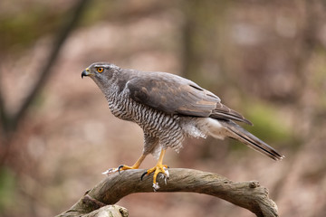 Goshawk, Accipiter gentilis
