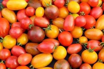 Tomatoes.