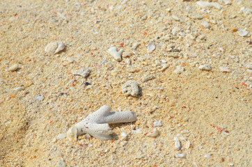 Sandy beach background for summer. Sand texture. Macro shot.