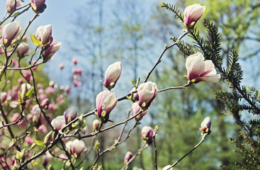 Beautiful blooming magnolia trees in springtime.