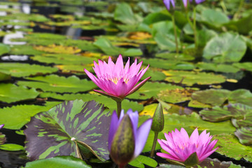 Lotus flower on swarmp in a park