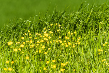 Green meadow with yellow brassica napus flowers