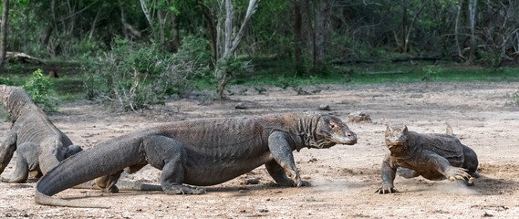 Komodo dragons. Scientific name: Varanus Komodoensis. Natural habitat. Indonesia. Rinca Island.