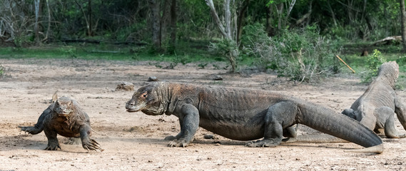 Komodo dragons. Scientific name: Varanus Komodoensis. Natural habitat. Indonesia. Rinca Island.