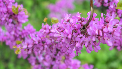 lush branches of pink sakura. The first photos of sakura flowers in early spring.