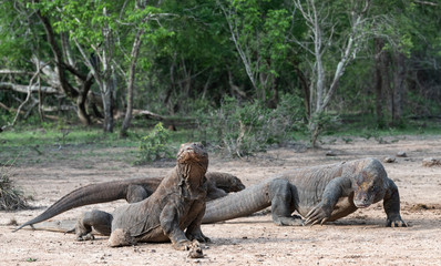 Komodo dragons. Scientific name: Varanus Komodoensis. Natural habitat. Indonesia. Rinca Island.