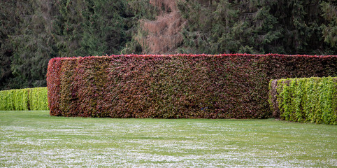 The Hedge in Red