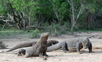 Komodo dragons. Scientific name: Varanus Komodoensis. Natural habitat. Indonesia. Rinca Island.