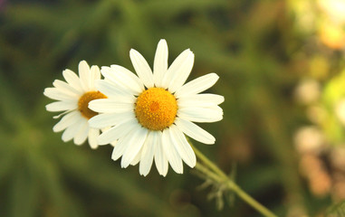 Obraz premium Close view of camomile flower in summer day Macro