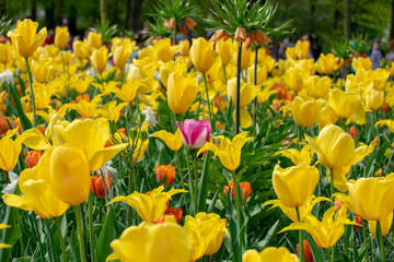 One pink tulip surrounded by yellow tulips
