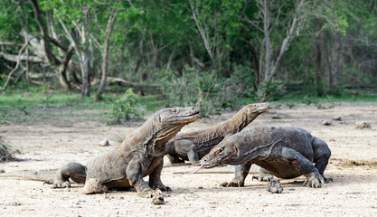 Komodo dragons. Scientific name: Varanus Komodoensis. Natural habitat. Indonesia. Rinca Island.