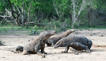 Komodo dragons. Scientific name: Varanus Komodoensis. Natural habitat. Indonesia. Rinca Island.