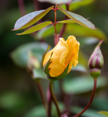 A Rose in Yellow