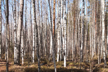 Obraz premium Gaj brzozy i suchej trawy wczesną jesienią