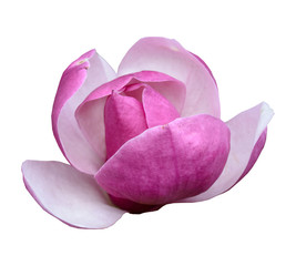 pink magnolia flower on white background