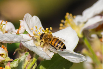Honey bee, pollination process
