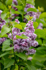 The Lilac Tree