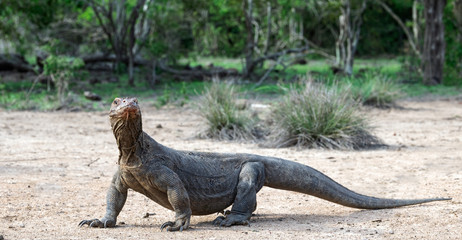 Komodo dragon,  scientific name: Varanus komodoensis. Natural habitat.  Indonesia.