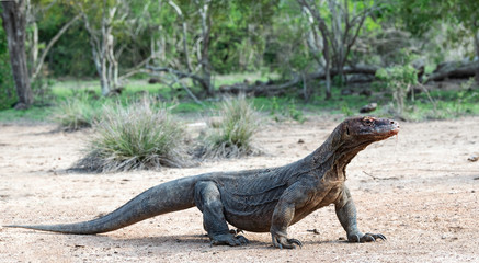 Komodo dragon,  scientific name: Varanus komodoensis. Natural habitat.  Indonesia.