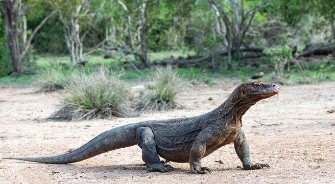 Komodo dragon,  scientific name: Varanus komodoensis. Natural habitat.  Indonesia.