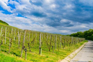Fototapeta na wymiar Landscape, view through the vineyards on a sunny day with clouds