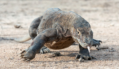 Walking komodo dragon  with the  forked tongue sniff air.  The Komodo dragon. Scientific name: Varanus komodoensis. Natural habitat. Indonesia.