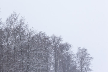 Landscape with winter forest