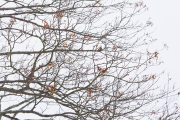 Tree branches 