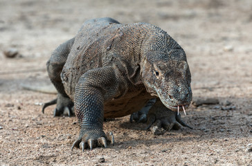 Walking komodo dragon, front view. Close up. Scientific name: Varanus Komodoensis. Natural habitat....