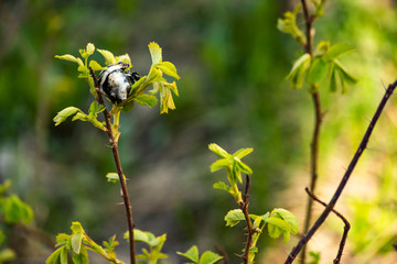 Black burnt plastic on plants