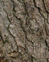 Hintergrund Baumrinde