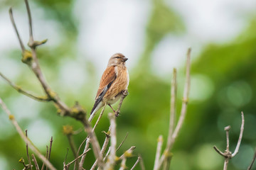 Linnet bird, Carduelis cannabina singing