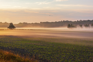 First sun rays light the foggy fields surrounded with the forest in Ruissalo park, Finland