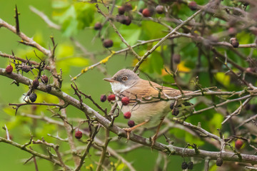 Whitethroat bird, Sylvia communis, singing