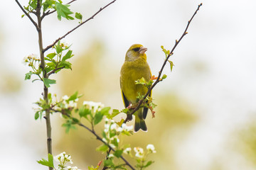 Greenfinch Chloris chloris bird singing