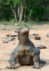 Komodo dragon,  scientific name: Varanus komodoensis. Natural habitat.  Indonesia.